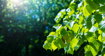 Linden leaves on a sunny day