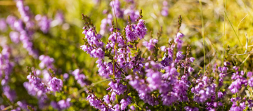 Wild Heathers Blooming Pink