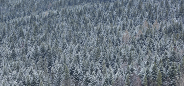 Snow-covered Conifers