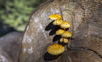 Mushrooms on the Trunk