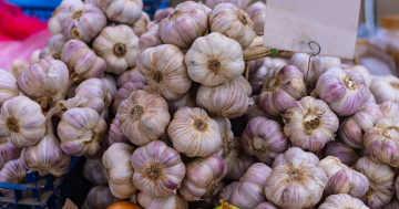 Garlic at the Market Stall