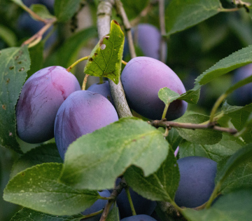 Plums On The Tree