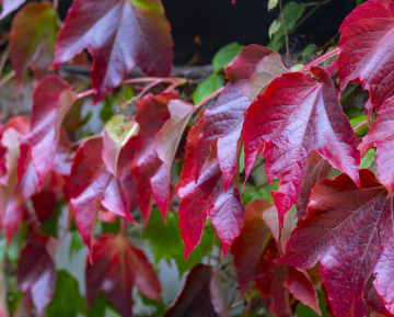 Red leaves of Trilobal Virginia Creeper