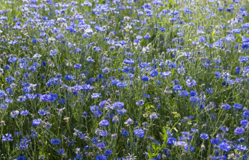 Meadow with blue cornflakes