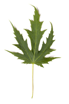 A Silver Maple Leaf On A White Background