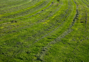 Grass After Mowing
