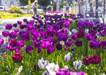 Violet Tulips in the Park