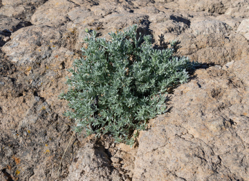 Vegetation on the Rocks