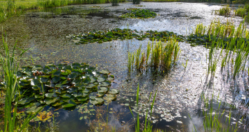 Aquatic plants in the pond