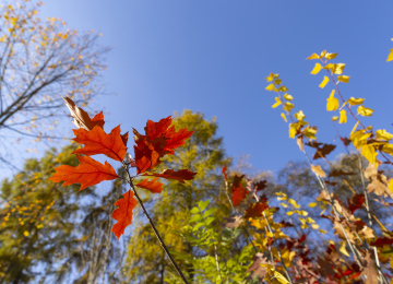 Autumn, Colorful Leaves