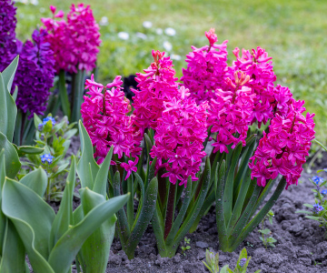 Pink Hyacinths in the Garden