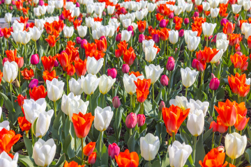 White and red tulips in the park