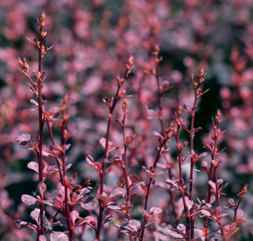 Berberis Thunbergii Harlequin