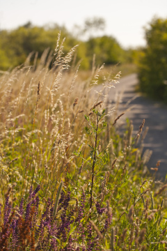 High Grass Next to the Road