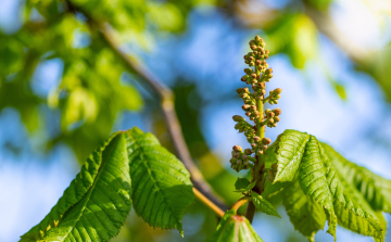 Chestnut leaves and inflorescence, spring, May