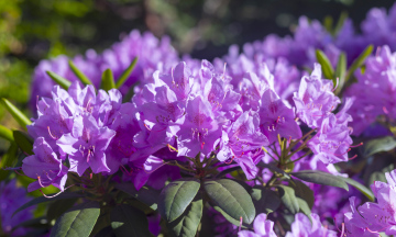 Blooming Rhododendron Bush