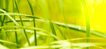 Tall Grass with a Drop of Dew