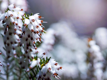 White Heather