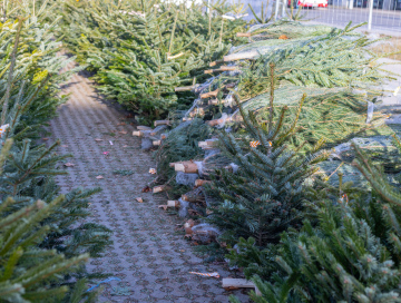 Christmas Tree Sale
