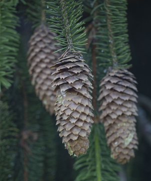 Cones with spruce