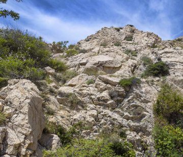 Rocky Terrain. Plants on Rocks