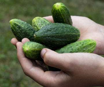 Organic cucumbers in hands