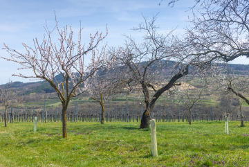 Trees in the Rural Orchard, spring