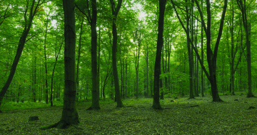 Trees in a deciduous forest, stock photo with a green glow