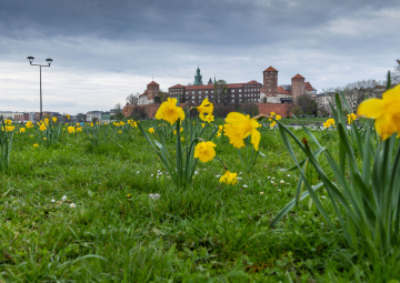 Spring in Krakow and blooming daffodils on the Vistula boulevards against the backdrop of Wawel Castle.