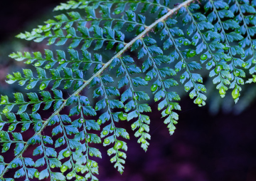 Water Drops on the Leaves of a fern