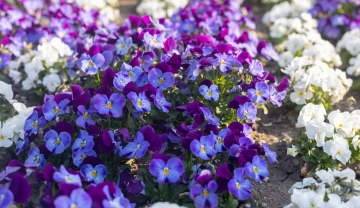 Violet and white pansies