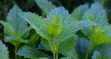 Lemon Balm Leaves