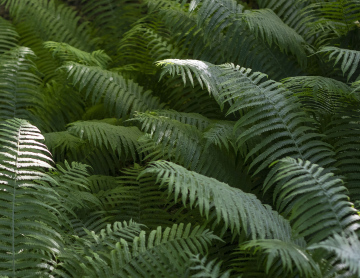 Fern in the shade