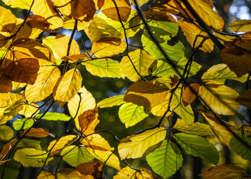 Autumn Leaves on the Tree