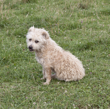 Dog On Meadow