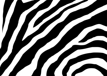 Zebra - Vector Background