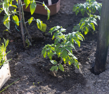 Tomato seedlings in the ground