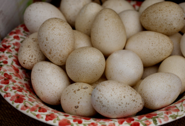 Dotted Eggs