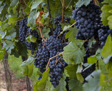 Abundant harvest of grapes