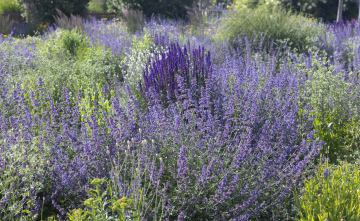 A flower bed with blooming perennials, purple flowers in the garden