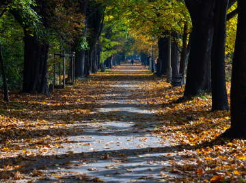Park alley with rows of trees. Autumn landscape.