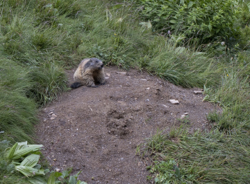 Marmot in the Glade