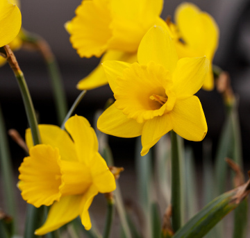 Yellow daffodils with blurry background