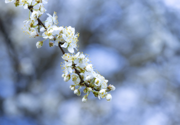 White cherry blossoms, branch. Spring