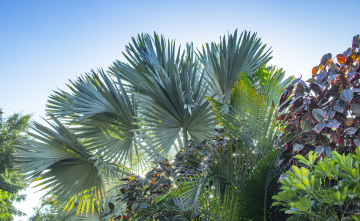 Tropical trees and shrubs, palm leaves