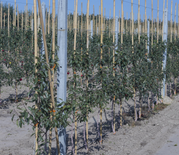 Modern Apple Orchard, young trees planted in a row