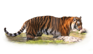 Tiger in water