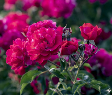 Red roses in the park