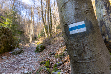 A blue trail painted on a tree. Ojców National Park.