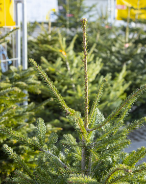 Sale of Christmas trees